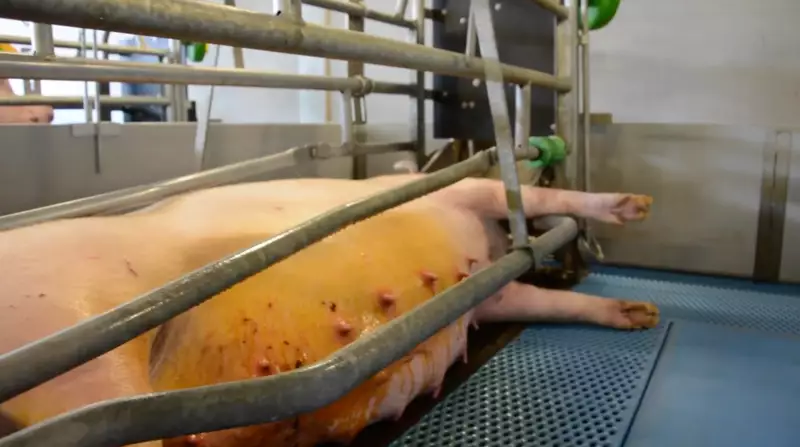 inschuimen-varkens-2