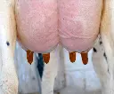 UCOCARE3DIP TOEPASSING.webp