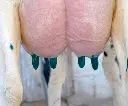 UCOCARE7DIP TOEPASSING.webp