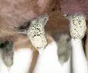 OXYFOAM TOEPASSING.webp