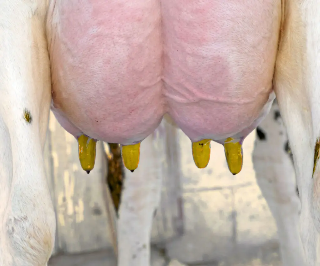 UCODERM6 DIP TOEPASSING.webp