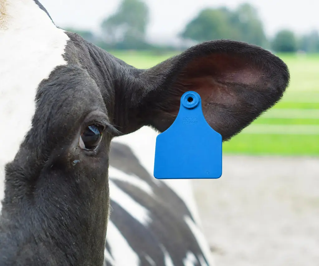 ALLFLEX PENTAG OORMERK BLANCO (M+V) BLAUW.webp