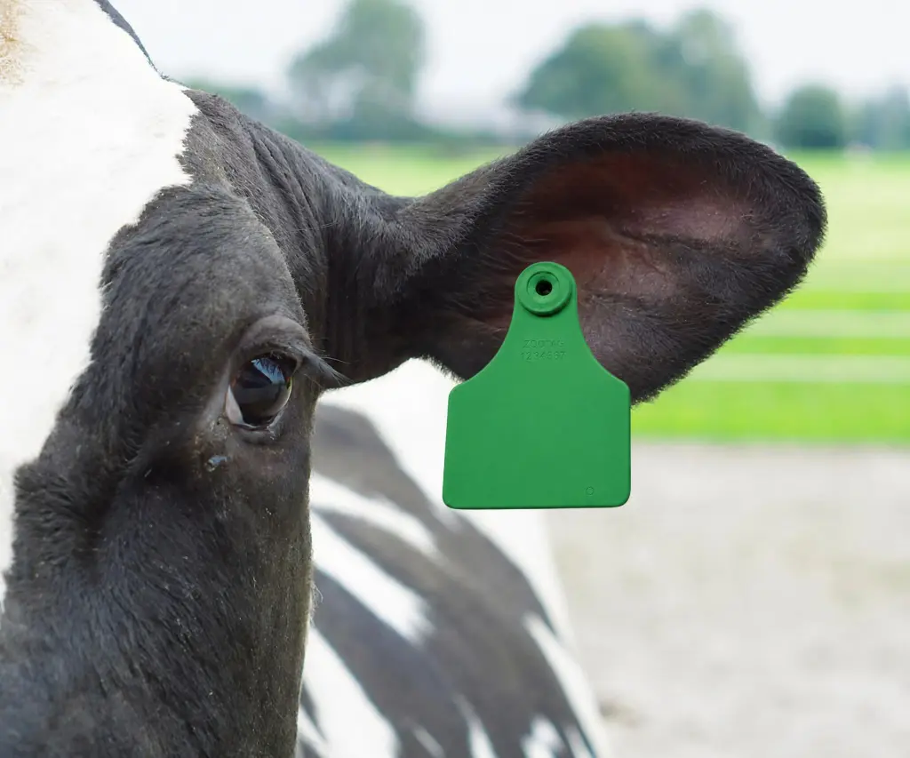 ALLFLEX PENTAG OORMERK BLANCO (M+V) GROEN TOEPASSING.webp