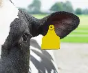 ALLFLEX PENTAG OORMERK BLANCO GEEL TOEPASSING.webp