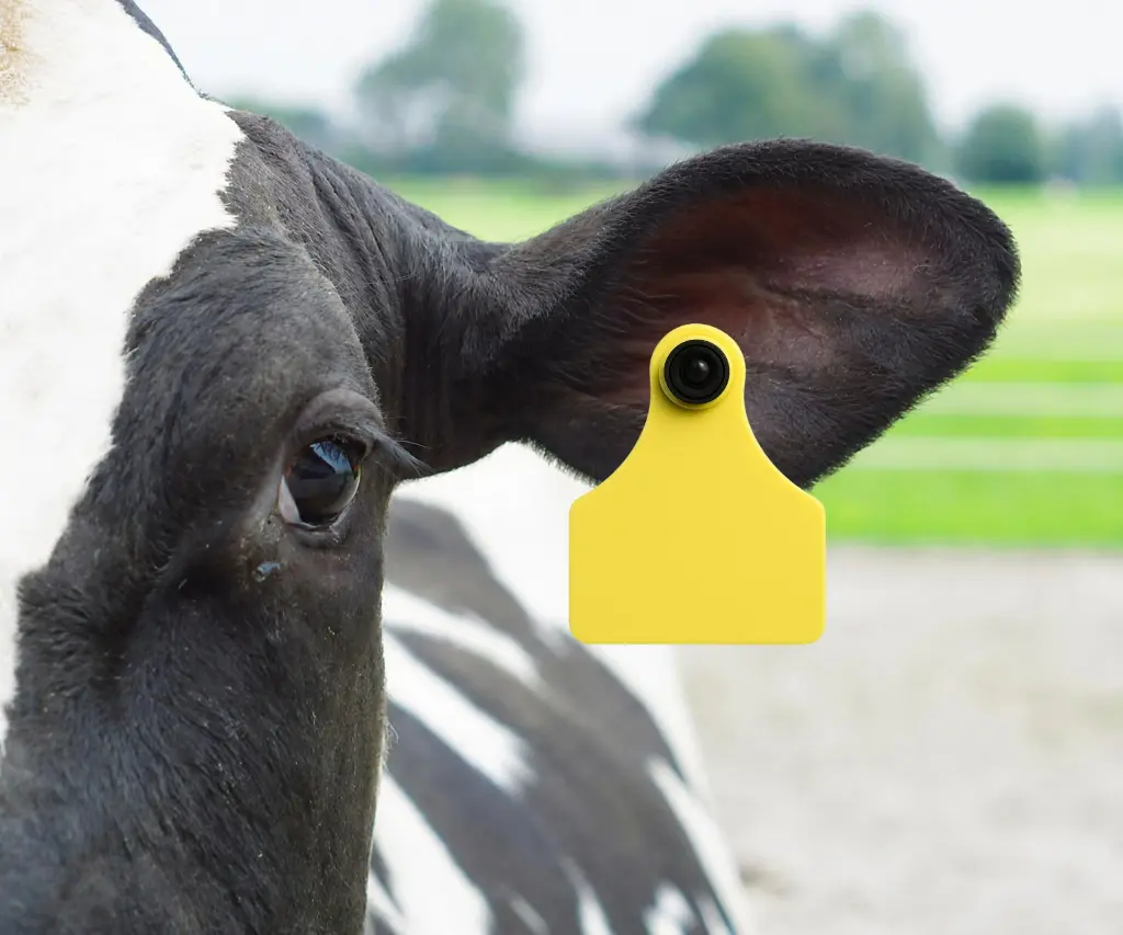 ALLFLEX - SENIOR OORMERK BLANCO GEEL TOEPASSING.webp