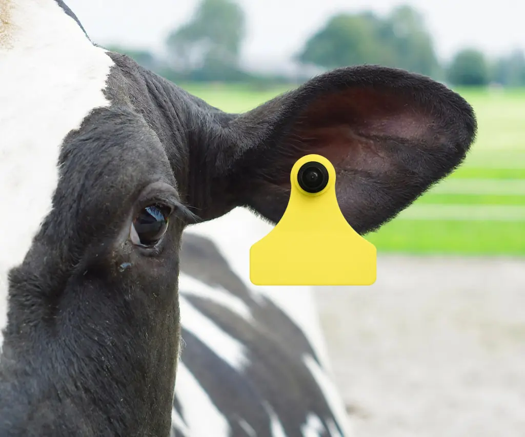 ALLFLEX JUNIOR OORMERK (M+V) - 100 GEEL TOEPASSING.webp