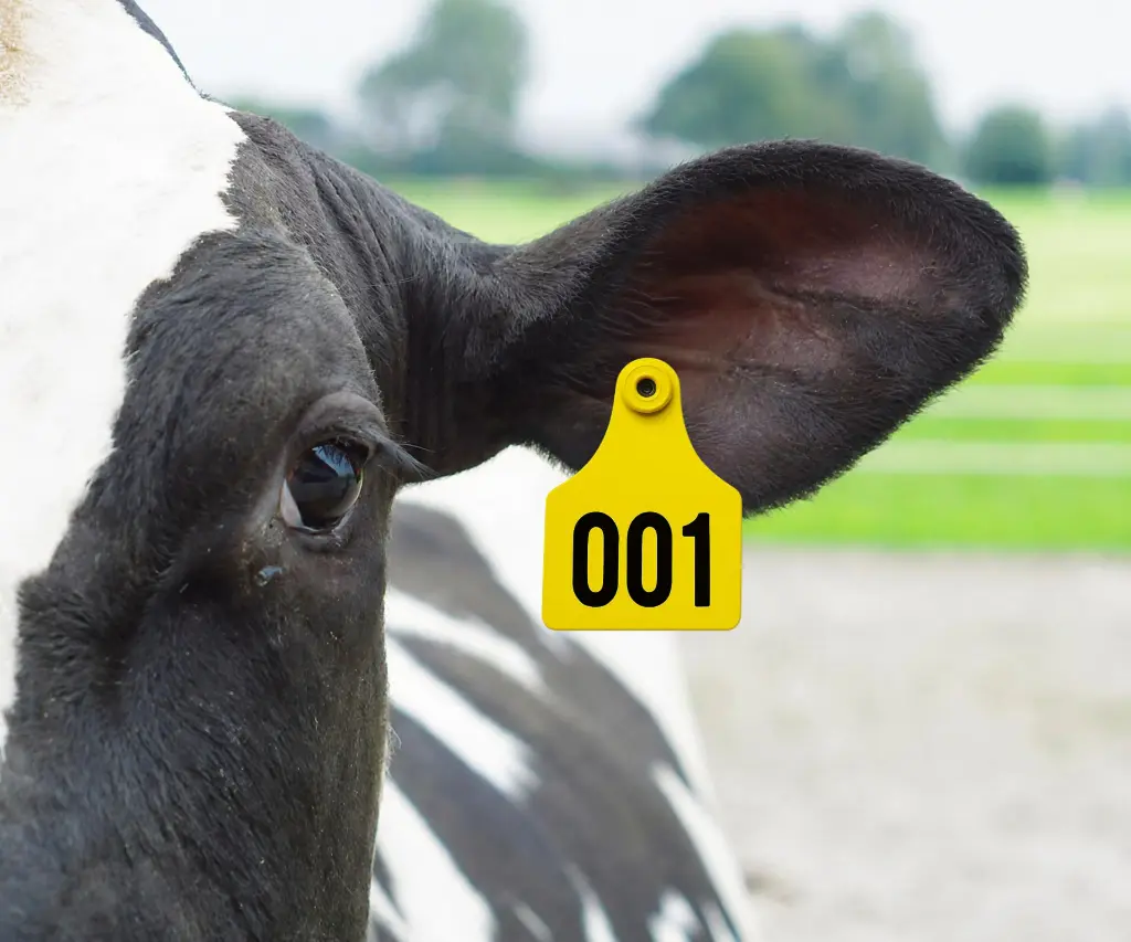 ALLFLEX PENTAG OORMERK GENUMMERD (M+V) - 50 stuks TOEPASSING.webp