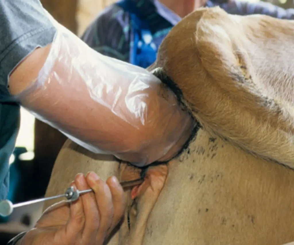 GIA INSEMINATIEHANDSHOEN TOEPASSING.webp