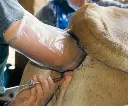 GIA INSEMINATIEHANDSHOEN TOEPASSING.webp