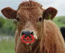 ANTI ZUIGRING KALVEREN TOEPASSING.webp