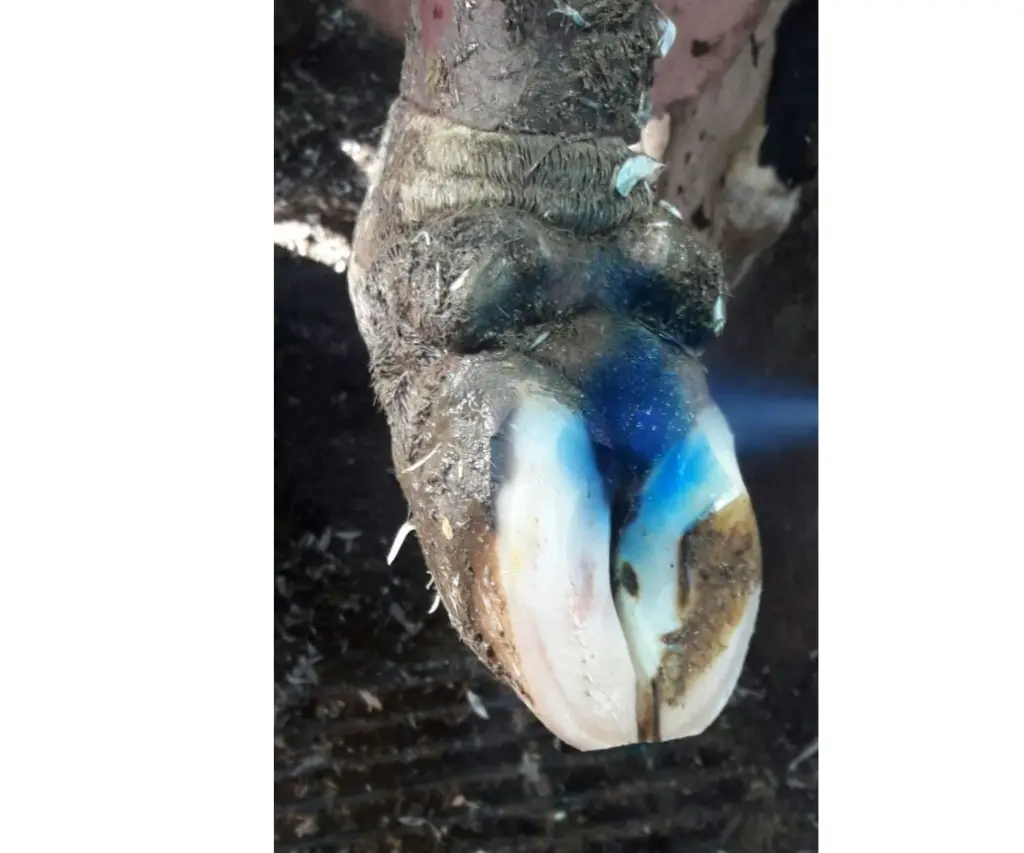 AGRIVET BLUESPRAY TOEPASSING.webp