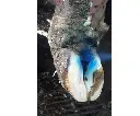 AGRIVET BLUESPRAY TOEPASSING.webp
