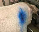 AGRIVET BLUESPRAY TOEPASSING 3.0.webp